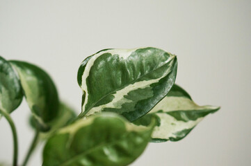 close-up of green and white leaf growing on bushy indoor plant