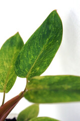 close-up of speckled green leaf of a indoor plant