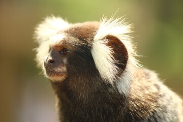 White-tufted-eared marmoset looking curiously.