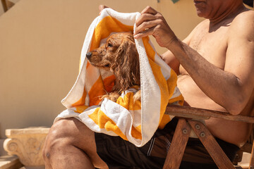 Dog Wrapped in Beach Towel
