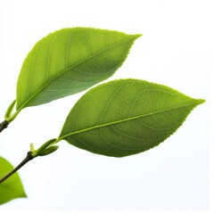 Naklejka premium Two vibrant green leaves on a branch against a white background.