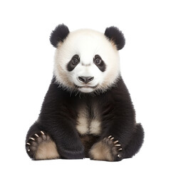 Naklejka premium Panda cub sitting with a curious expression