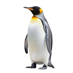 Fototapeta premium King penguin standing on a white background