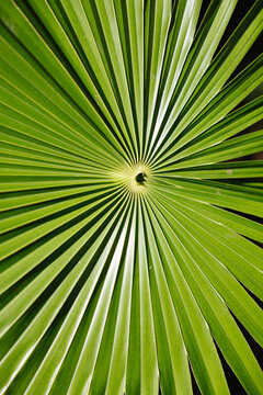 Vibrant Green Palm Leaf Radiating in Tropical Sunlight