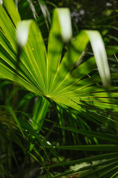 Vibrant Green Palm Leaf in Tulum Jungle Close-up