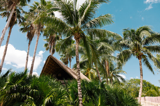 Tropical palm trees and cabana in Tulum's paradise landscape