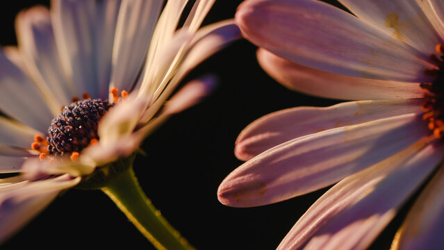 Flowers in Fall Light
