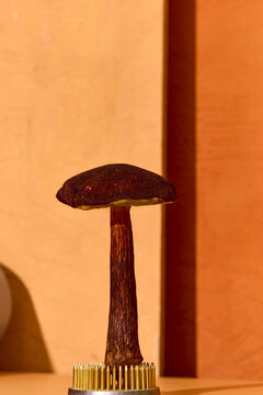 Hemileccinum subglabripes