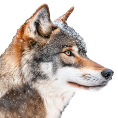Fototapeta premium Majestic wolf with snow on its fur in winter