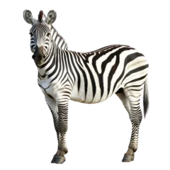 Fotobehang Unique zebra standing in a bright setting © Maestro