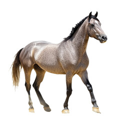 Obraz premium Gray horse walking gracefully in bright setting