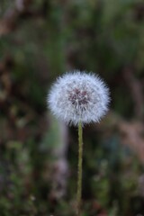 The natural details emphasize the beauty and diversity of flora, creating a fresh and tranquil ambiance. 