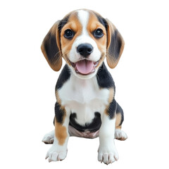 Happy beagle puppy sitting and smiling indoors