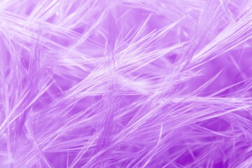 Close-up shot of a bunch of purple feathers