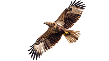 Eagle soaring in the sky, isolated on transparent background