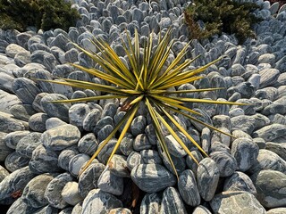 Close-up of green Yucca glauca plant. Green yellow leafed Yucca Glauca with dry flower head and...