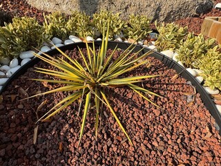 Close-up of green Yucca glauca plant. Green yellow leafed Yucca Glauca with dry flower head and...