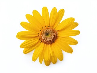 Naklejka premium Bright yellow flower with delicate petals and a textured center against a plain background