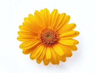 Bright yellow flower in full bloom with vibrant petals and detailed center showcasing natural beauty indoors