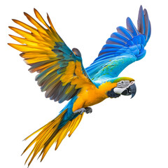 Fototapeta premium Colorful parrot soaring in the sunny sky