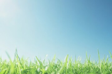 Fototapeta premium A beautiful day with warm sunlight shining down on lush green grass
