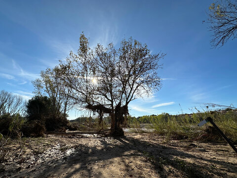 Lone tree in a desolate landscape with fallen branches