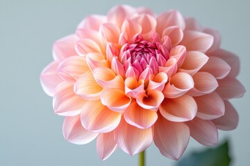 Fototapeta premium A pink flower sits beautifully in a vase