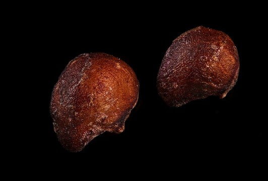 Strawberry seed micrograph isolated on black background