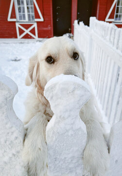 Golden retriever resting its head on snowy fence post 