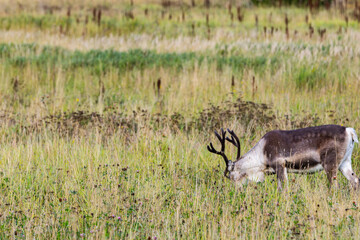 Reindeers in Autumn in Lapland, Northern Finland. Europe