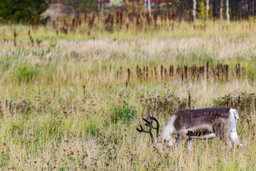 Reindeers in Autumn in Lapland, Northern Finland. Europe