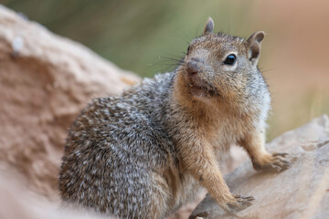 Rock Squirrel