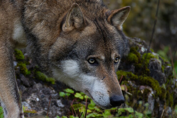 A close up of a Grey Wolf (Gray Wolf) 
