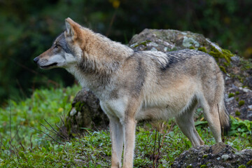 Obraz premium A close up of a Grey Wolf (Gray Wolf) 