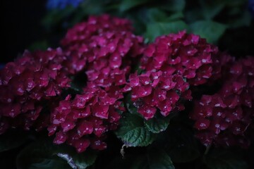 Close-Up of Red Hydrangea Flowers with Rain Drops at Dusk
