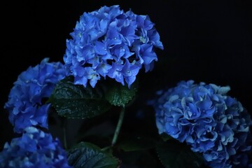 Close-Up of Blue Hydrangea Flowers with Rain Drops at Dusk