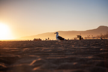 Seagull on Zuma Beach at Sunset
Description
Copy code
