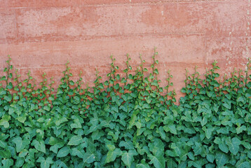 Green climbing ivy on red wall