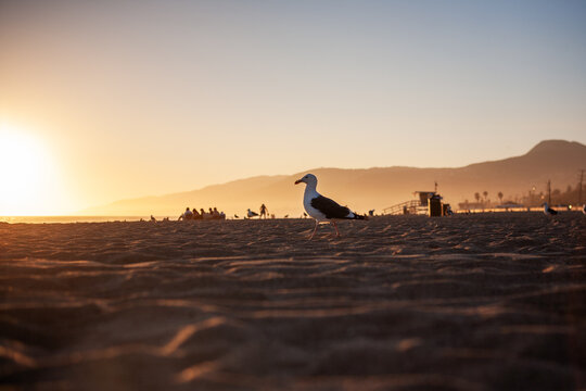 Seagull on Zuma Beach at Sunset
Description
Copy code
