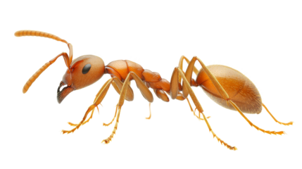 Fire ant, isolated on transparent background