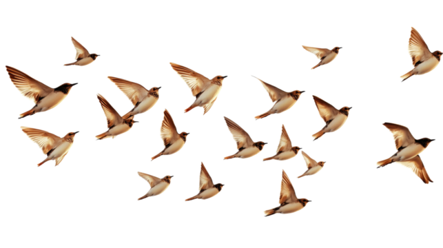 Flock of birds in flight, isolated on transparent background