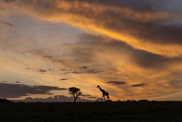 Giraffe Silhouette