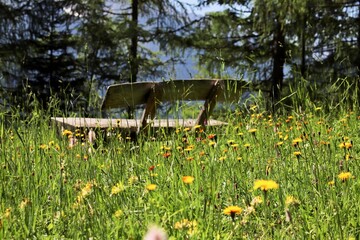 Alpine Meadow Bench in Wildflower Bloom. A serene scene of a rustic bench surrounded by a vibrant meadow of wildflowers. The lush greenery and colorful blossoms create a peaceful atmosphere. 