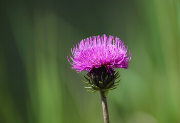 Cirsium sp. in Bloom. A close-up view of a vibrant purple Cirsium flower in full bloom against a soft green background. This thistle showcases its intricate petals and spiky bracts