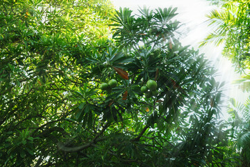 Cerbera odollam tree