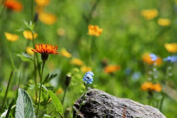 Orange Hawkweed (Pilosella aurantiaca) in a Meadow. Vibrant Orange Hawkweed (Pilosella aurantiaca) in a lush alpine meadow. Surrounded by a mix of blue forget-me-nots and yellow buttercups
