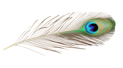 Fototapeta premium Peacock feather, isolated on transparent background