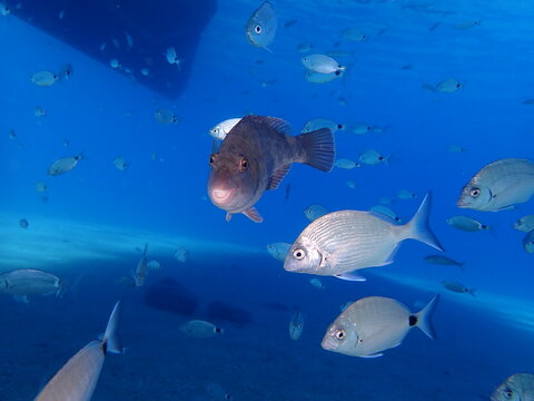parrot fish underwater  sparisoma cretense