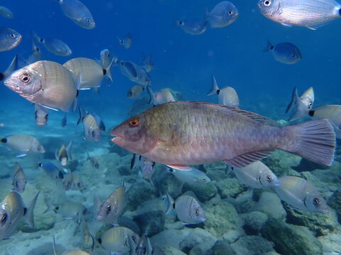 parrot fish underwater  sparisoma cretense