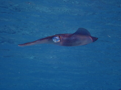 squid calamari underwater  Loligo vulgaris